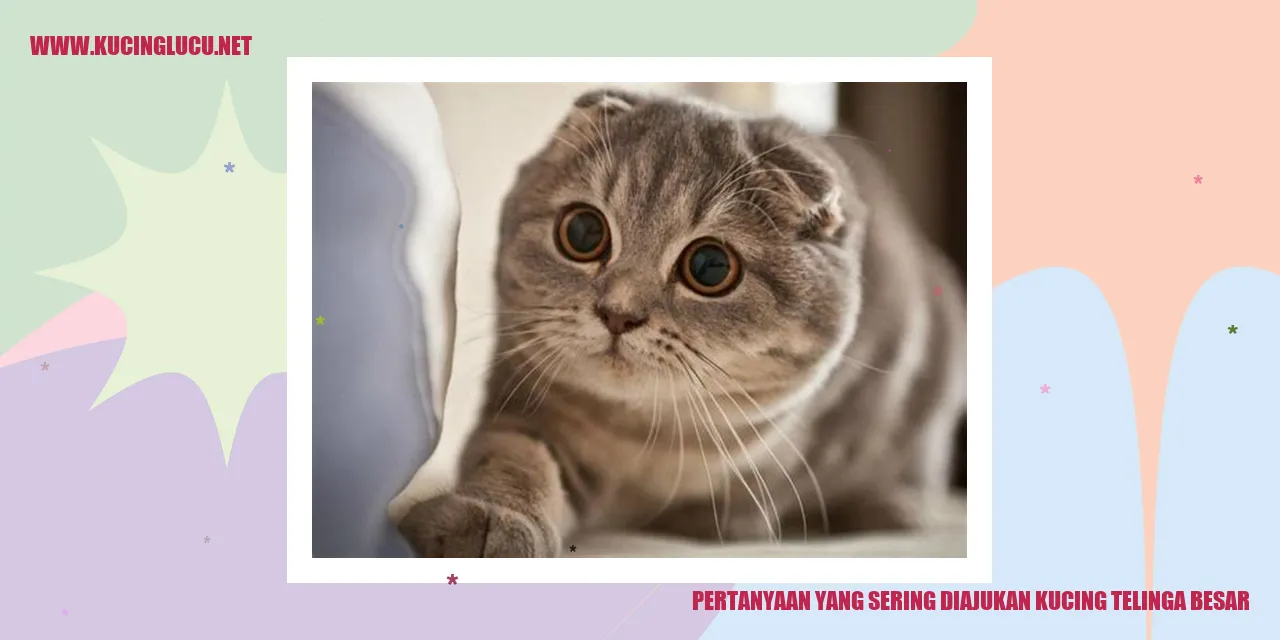 Kucing Ber Telinga Besar