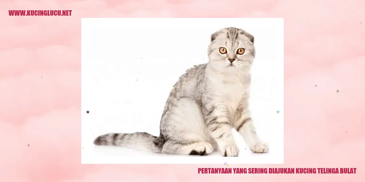 Kucing Dengan Telinga Bulat