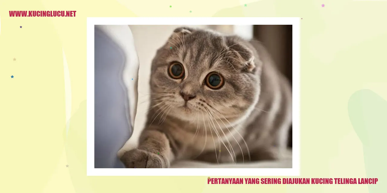 Kucing Telinga Lancip