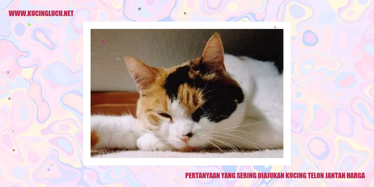 Kucing Telon Jantan