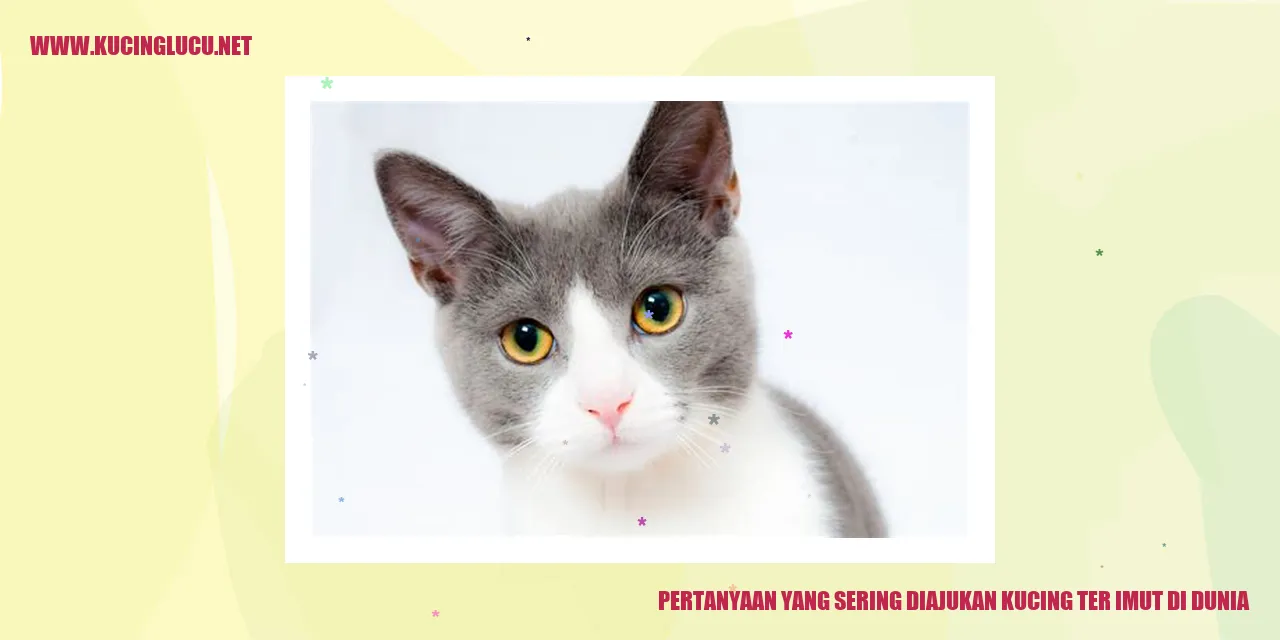 Gambar Kucing Terimut di Dunia