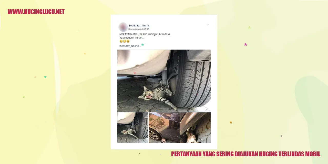 Gambar Pertanyaan yang Sering Diajukan kucing terlindas mobil