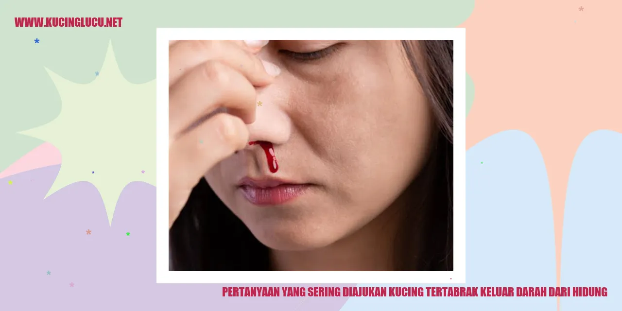 Kucing yang Tertabrak Mengeluarkan Darah dari Hidung