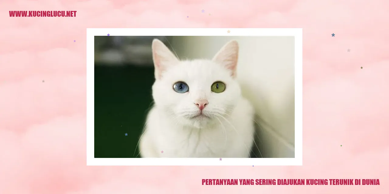 Gambar Kucing