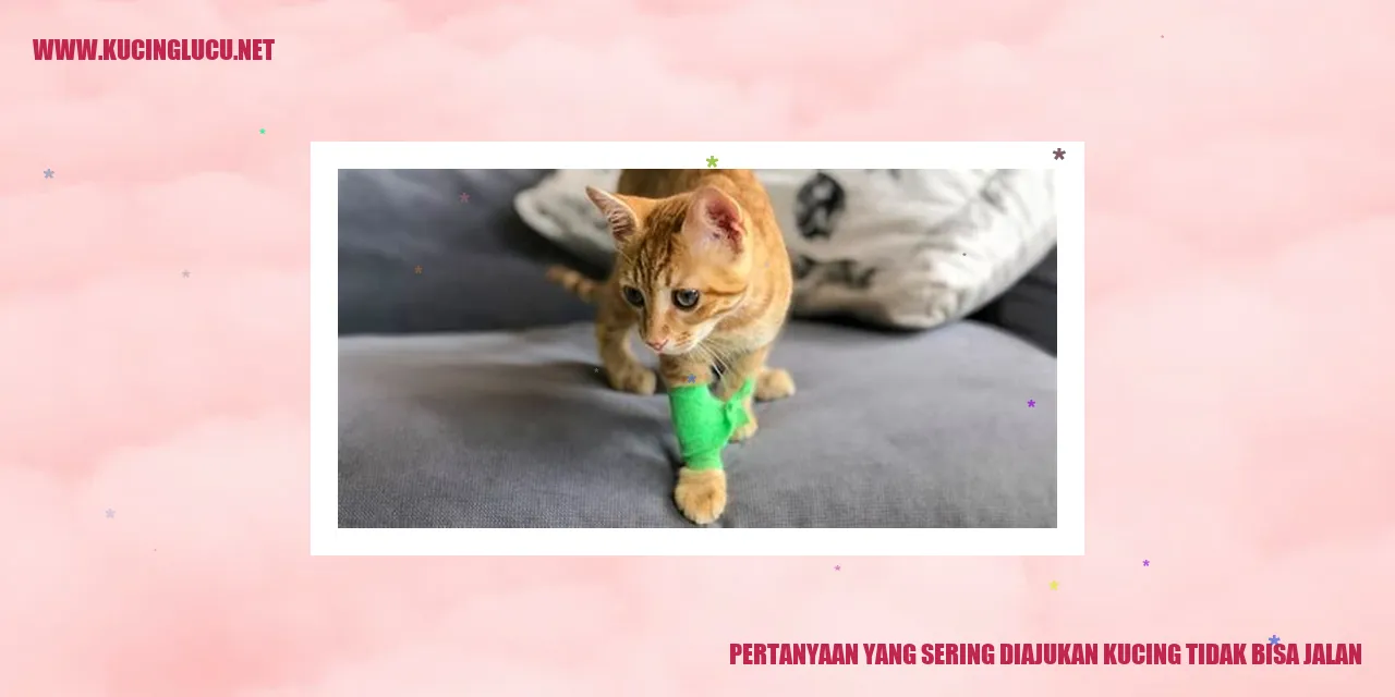 gambar seekor kucing yang duduk dan tidak bisa berjalan