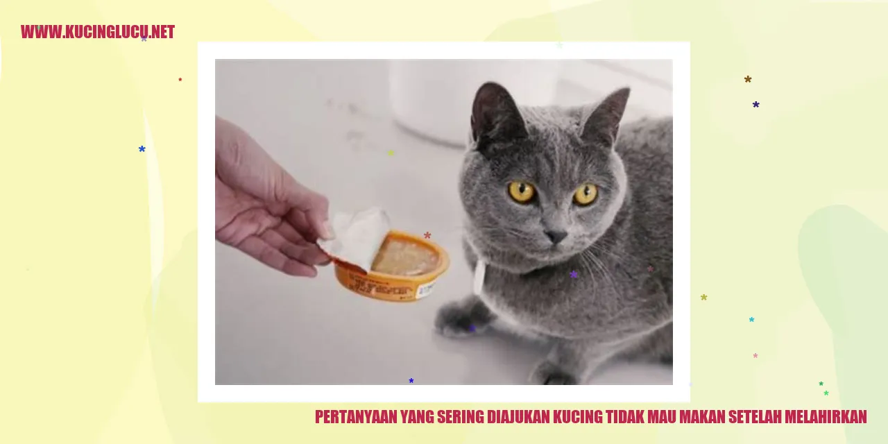 Kucing Tidak Mau Makan Setelah Melahirkan