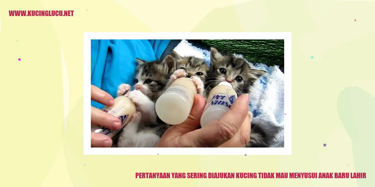 Ilustrasi Kucing