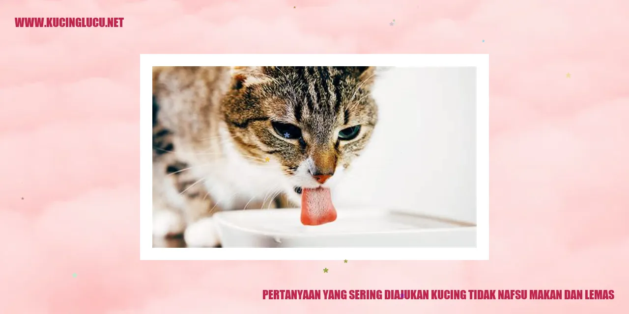 gambar kucing