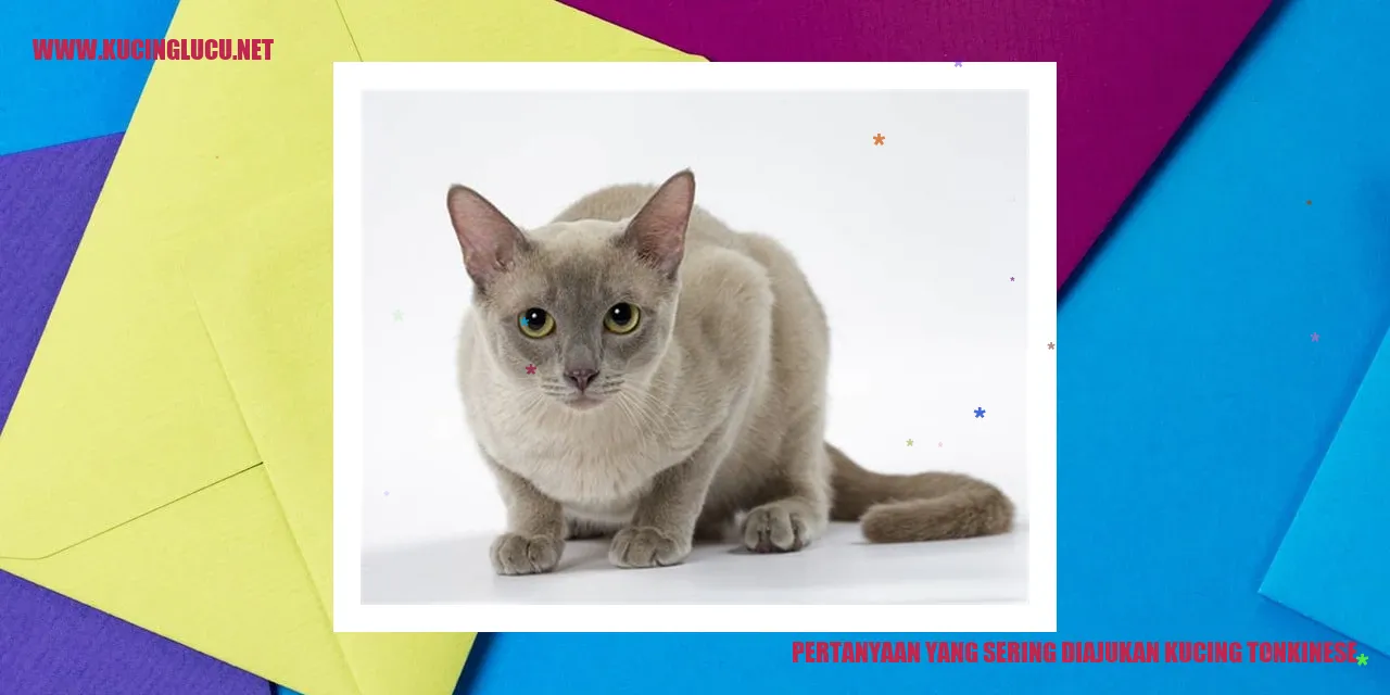 Pertanyaan yang Sering Diajukan kucing tonkinese