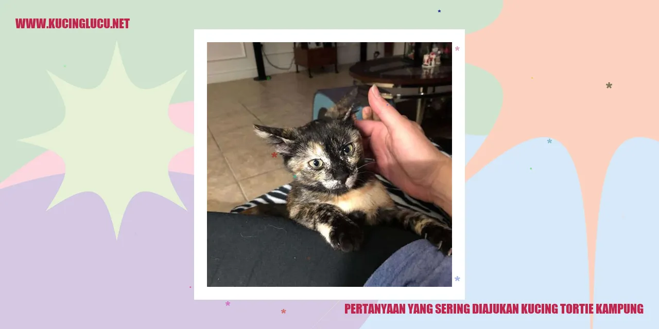 Kucing Tortie Kampung