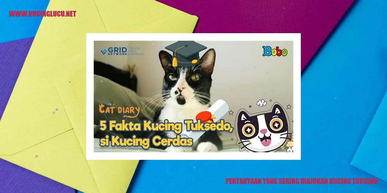 Kucing Tuxedo