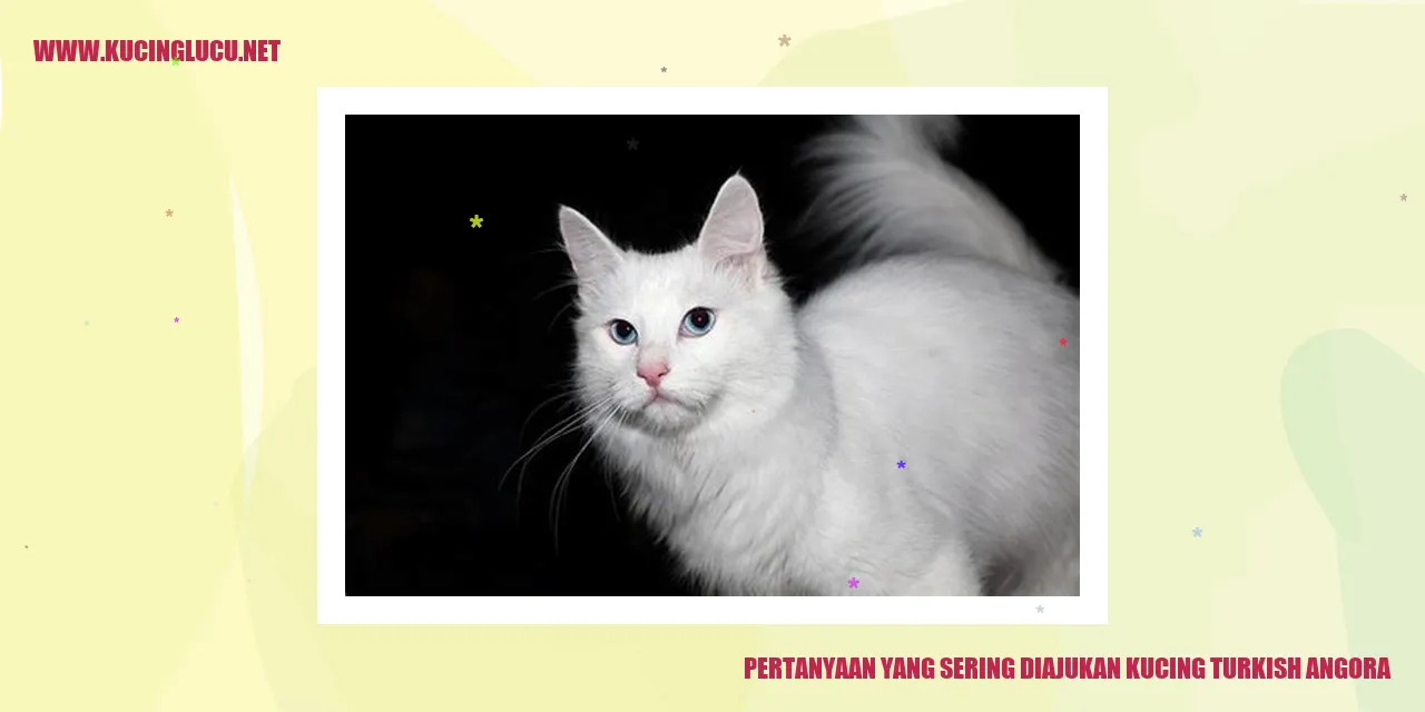 Kucing Turkish Angora