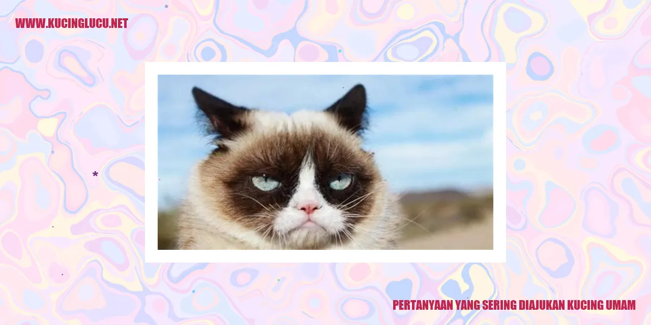 Gambar Kucing