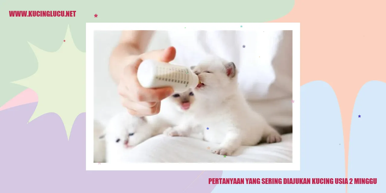 Kucing Usia 2 Minggu