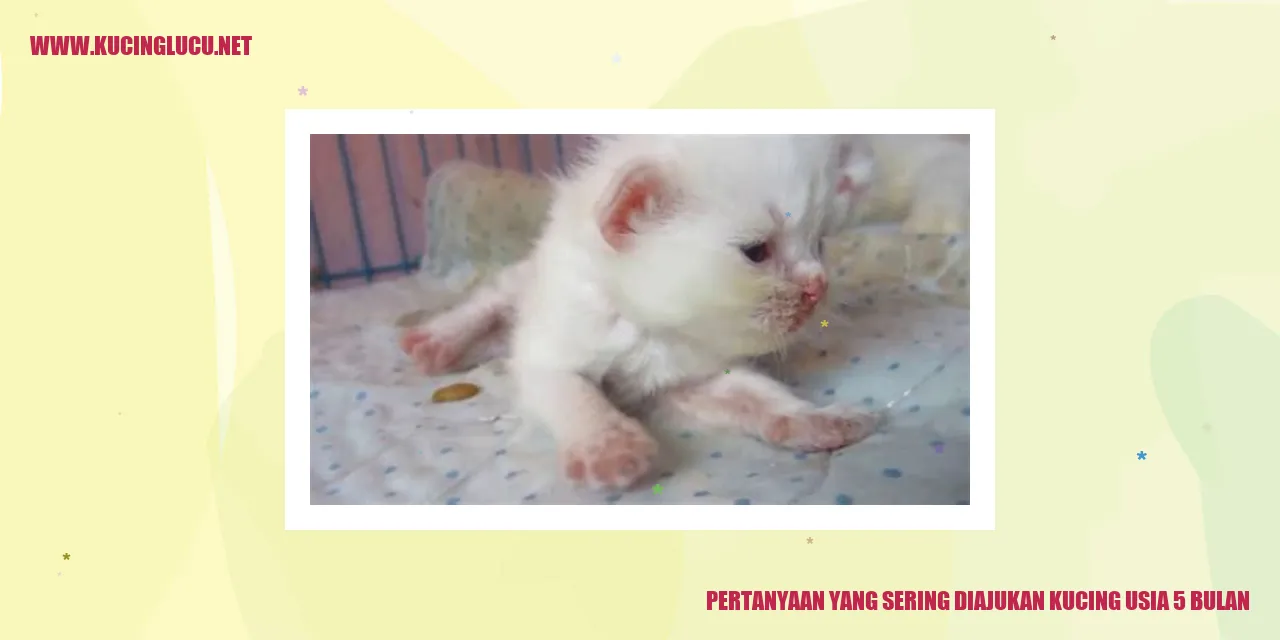 Kucing Usia 5 Bulan