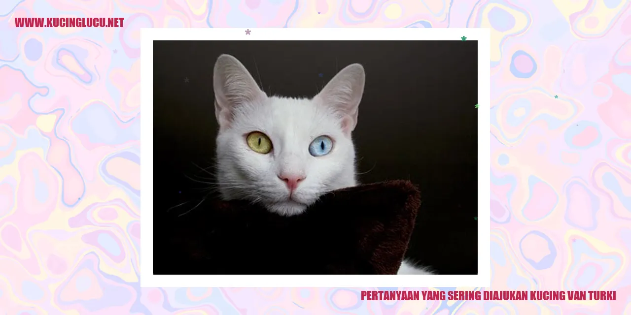 Kucing Van Turki