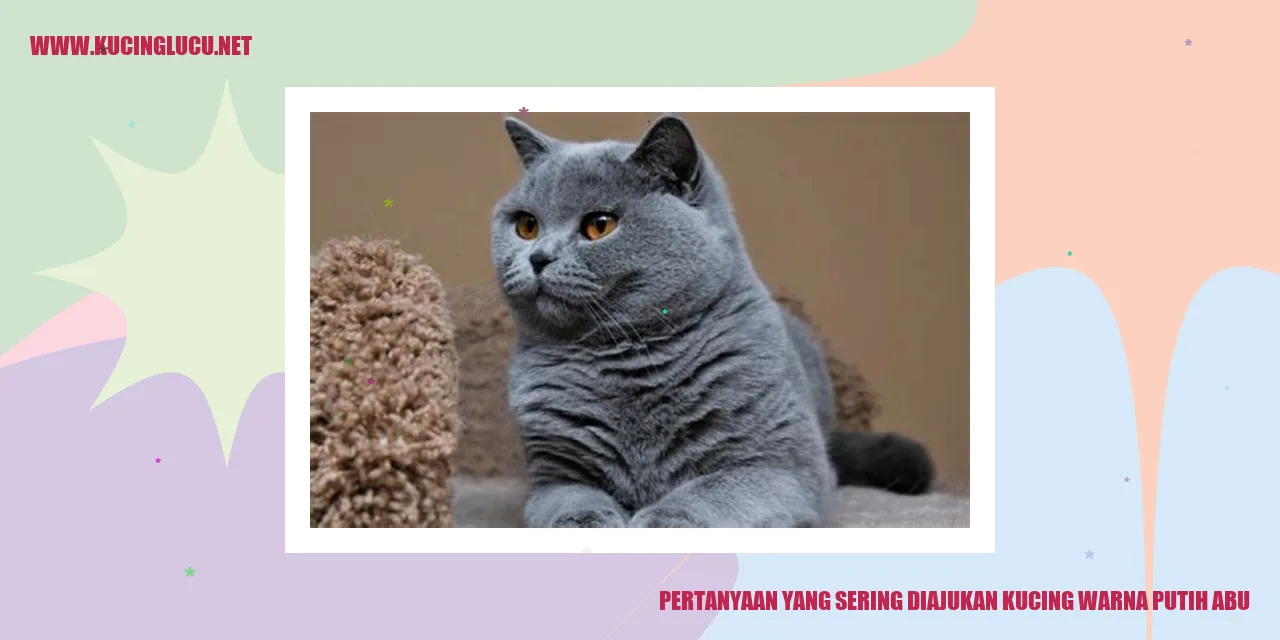 Gambar Kucing Warna Putih Abu
