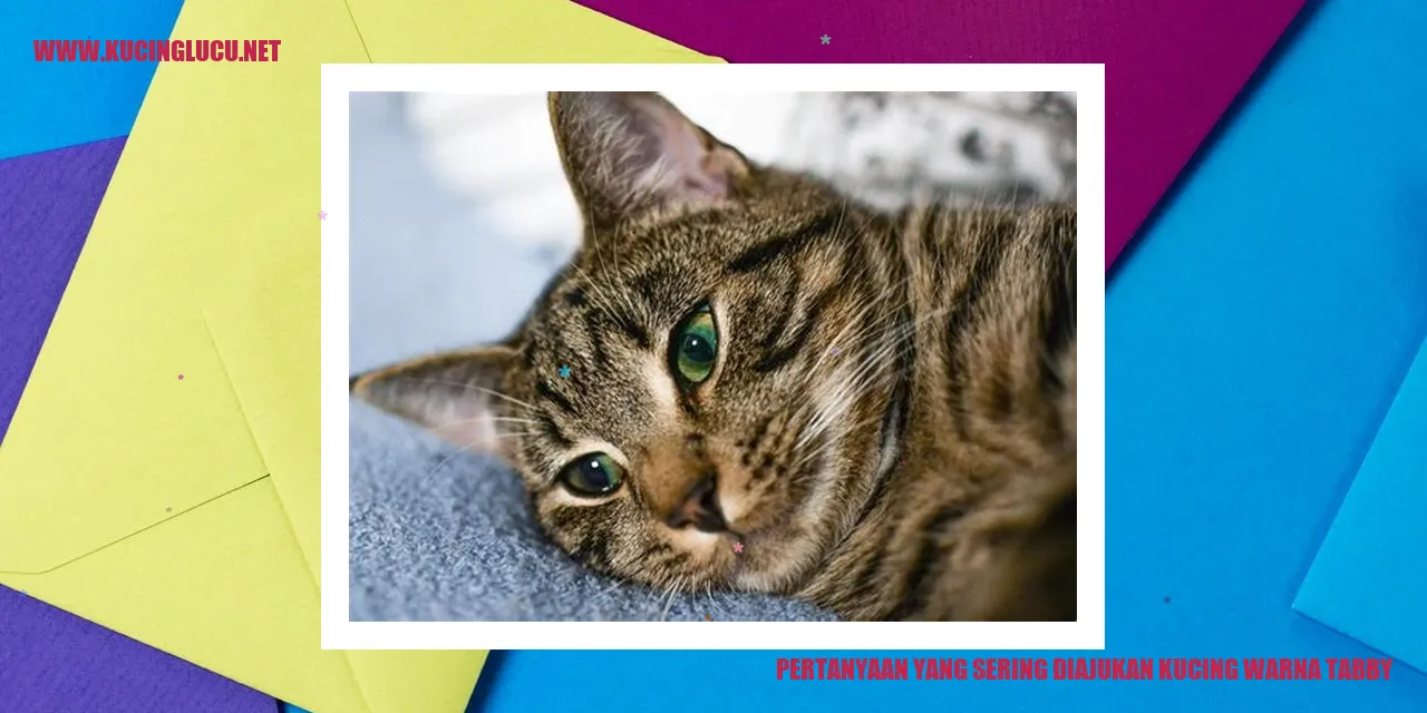 Pertanyaan yang Sering Diajukan tentang Kucing Warna Tabby