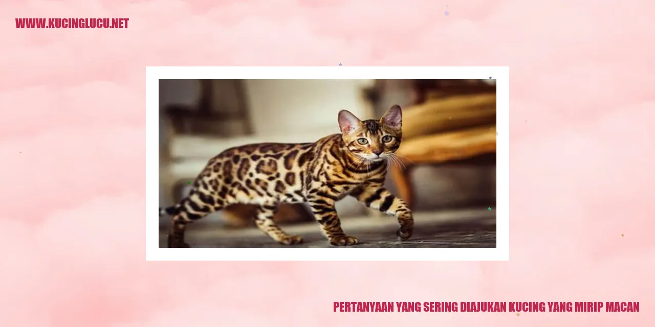 Gambar kucing yang mirip macan