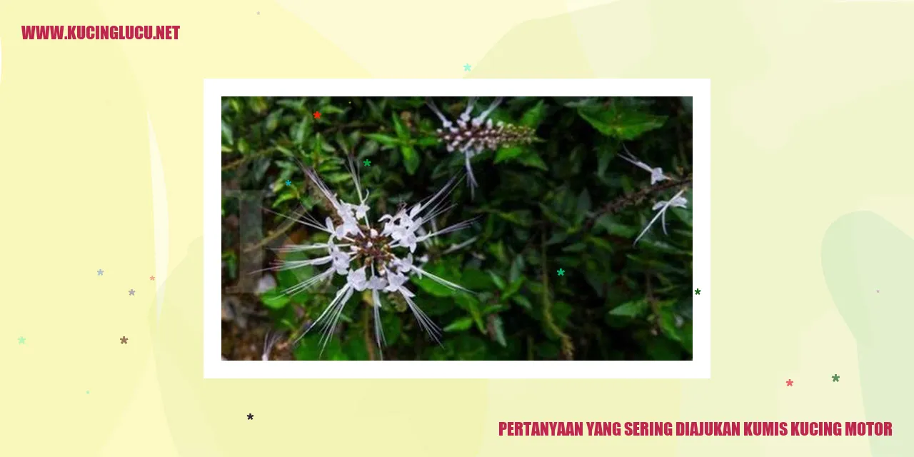 Pertanyaan yang Sering Diajukan kumis kucing motor