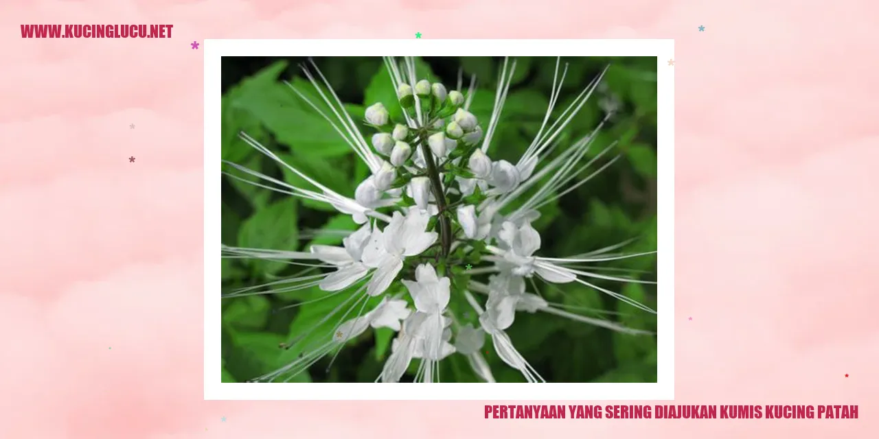 Kumis kucing patah