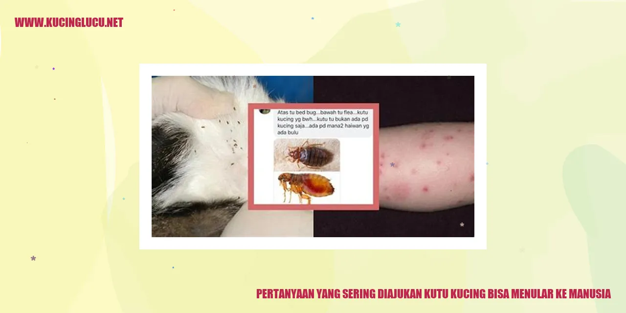 gambar kutu kucing