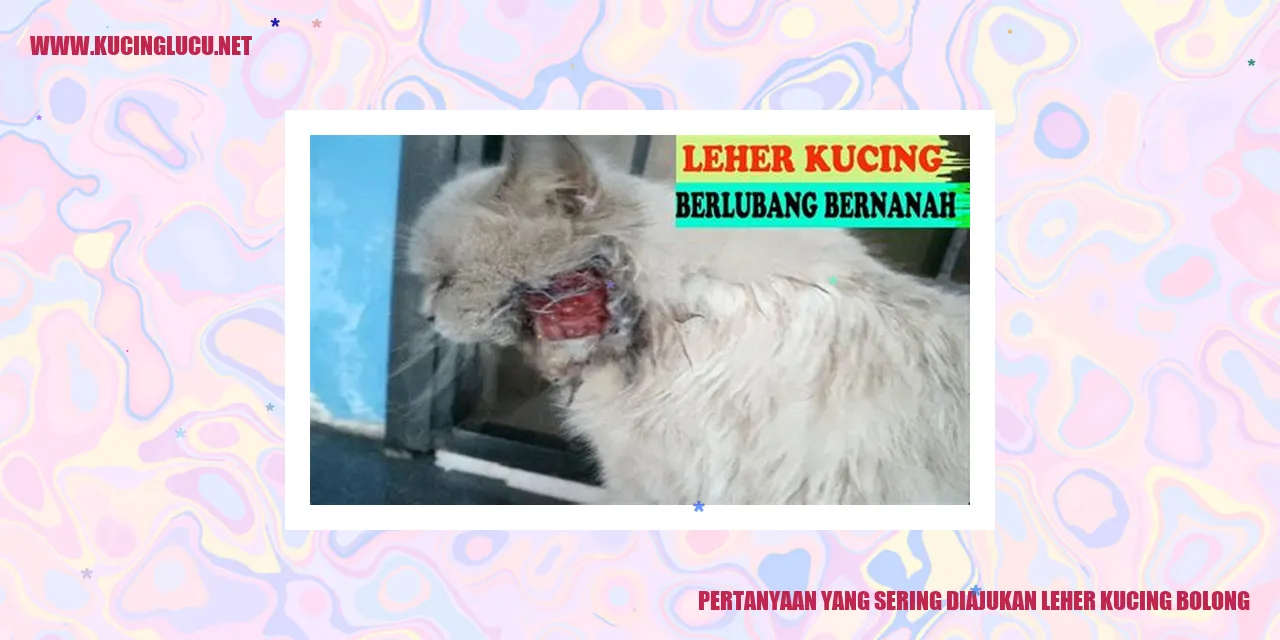 Kucing dengan leher bolong