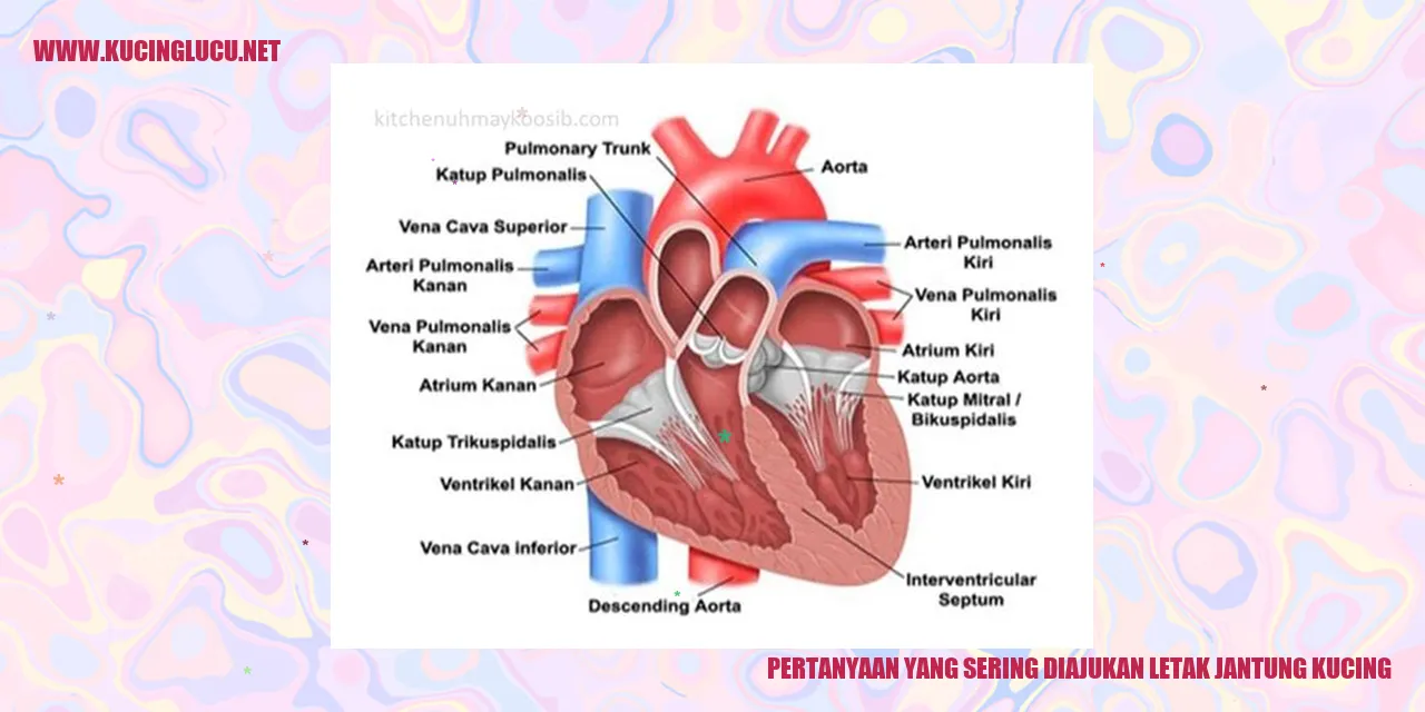 Ilustrasi Jantung Kucing