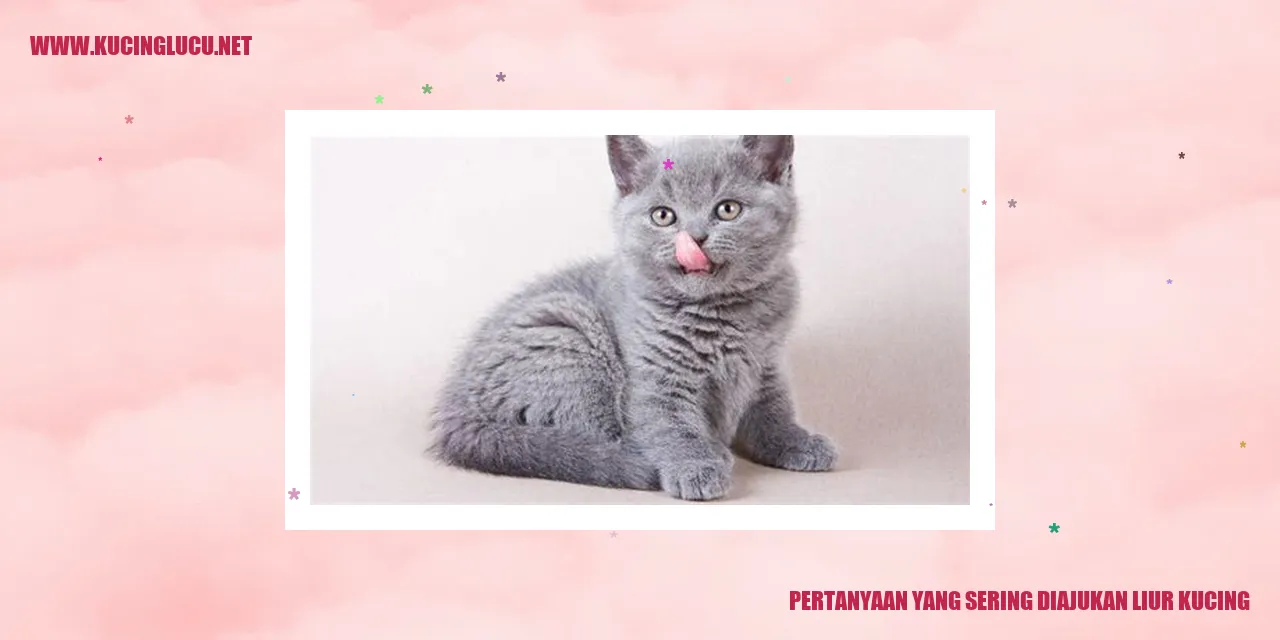 Gambar Kucing
