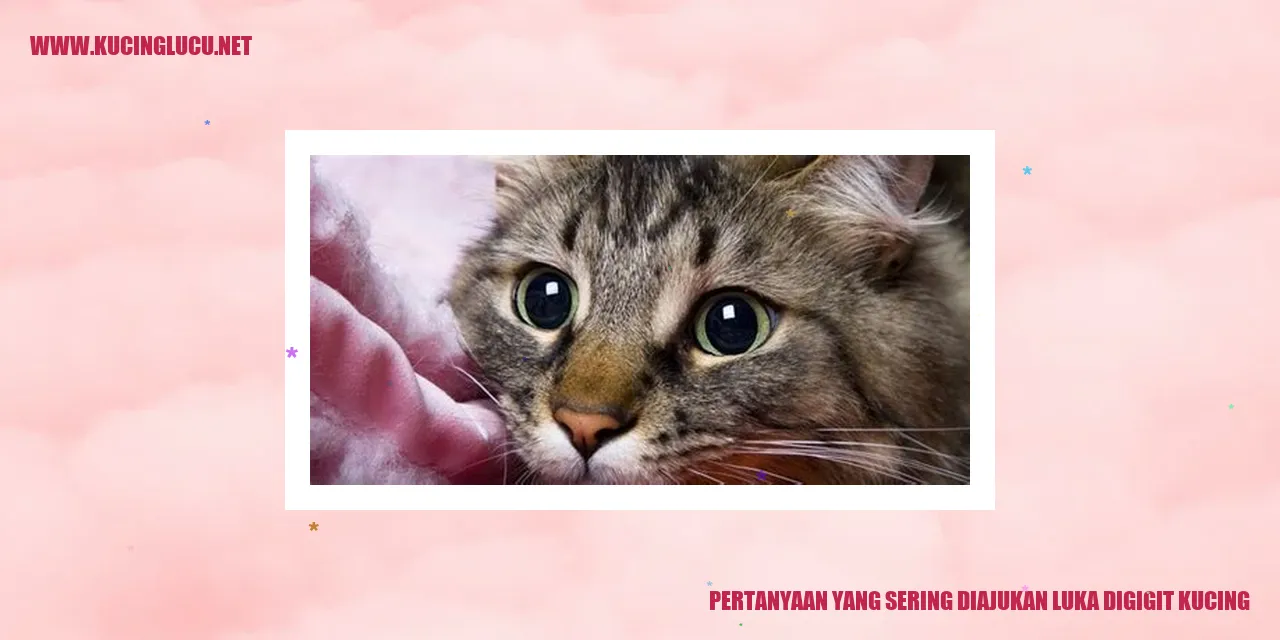 Gambar seekor kucing