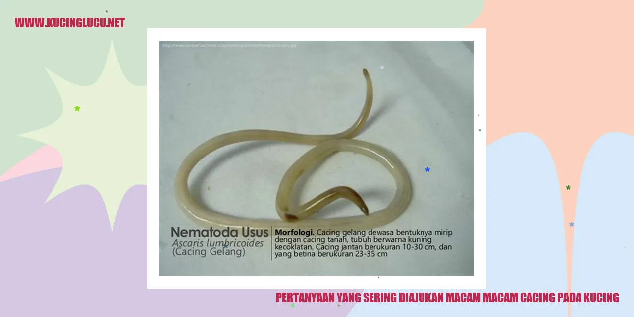 Gambar Kucing