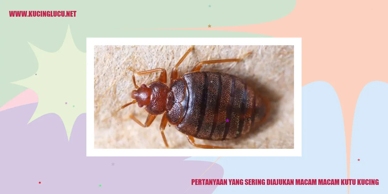 Jenis-Jenis Kutu Kucing