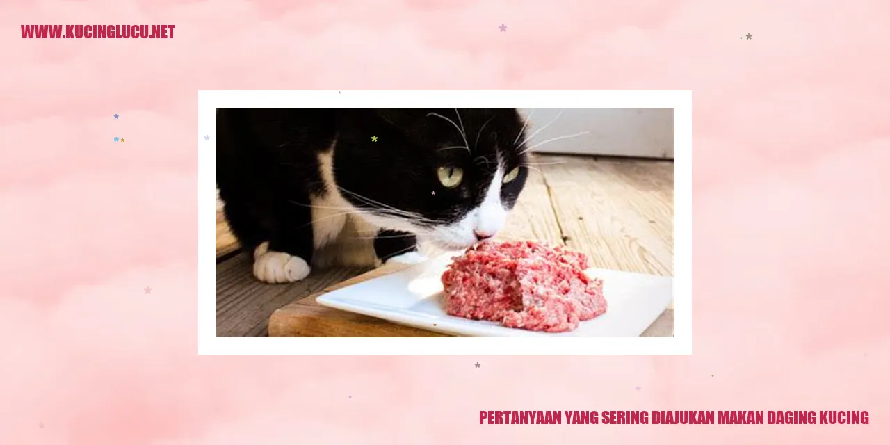 pertanyaan-makan-daging-kucing
