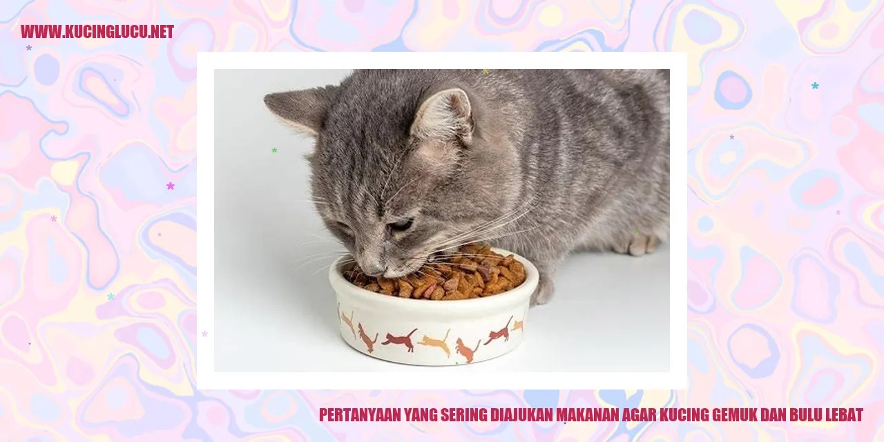 Makanan Kucing Gemuk dan Bulu Lebat