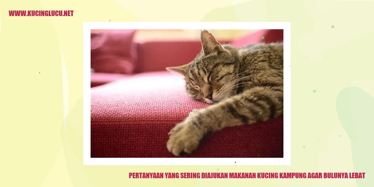 Gambar kucing dengan bulu lebat