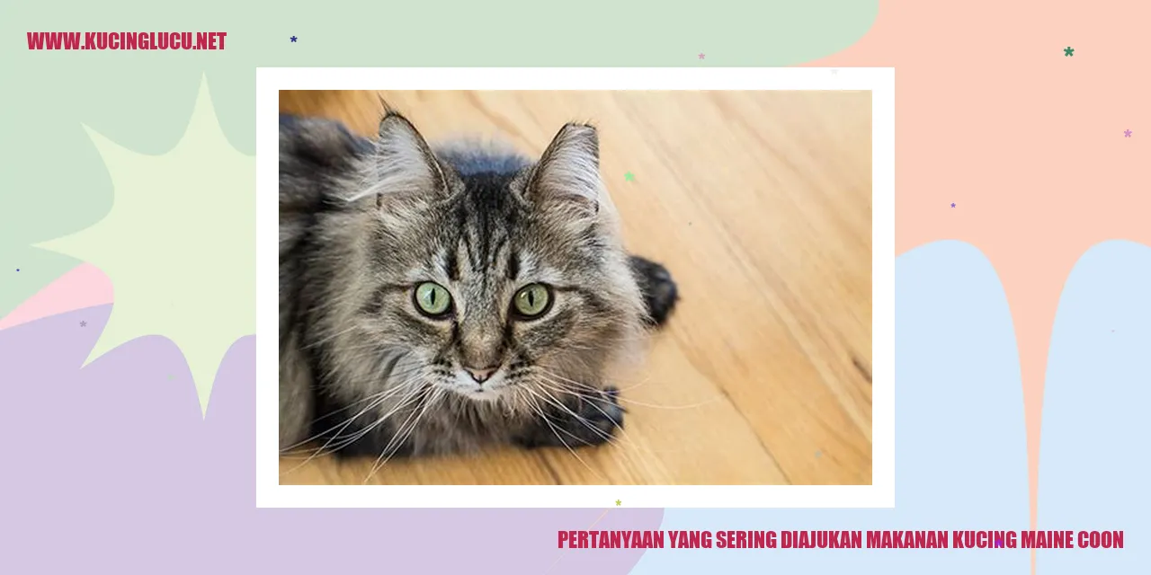 Gambar Kucing Maine Coon