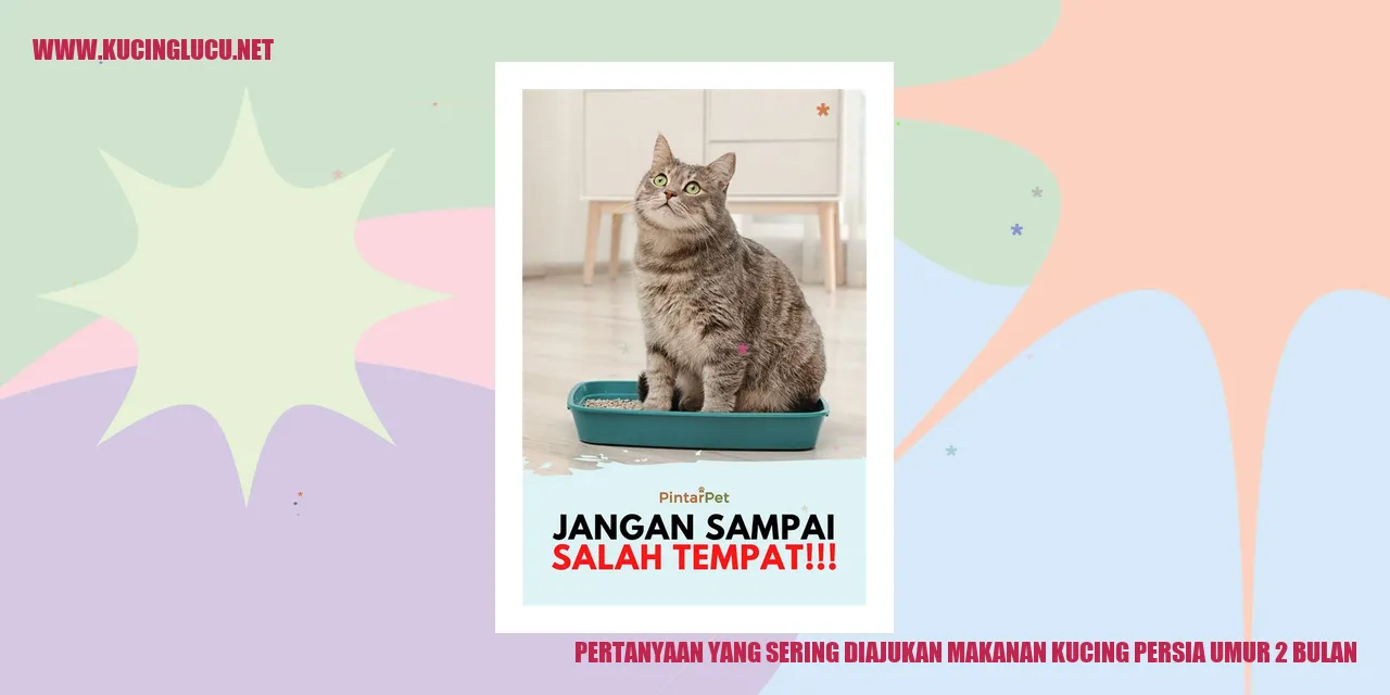 Gambar Kucing Persia Usia 2 Bulan
