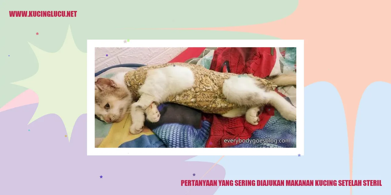 Makanan Kucing Setelah Steril