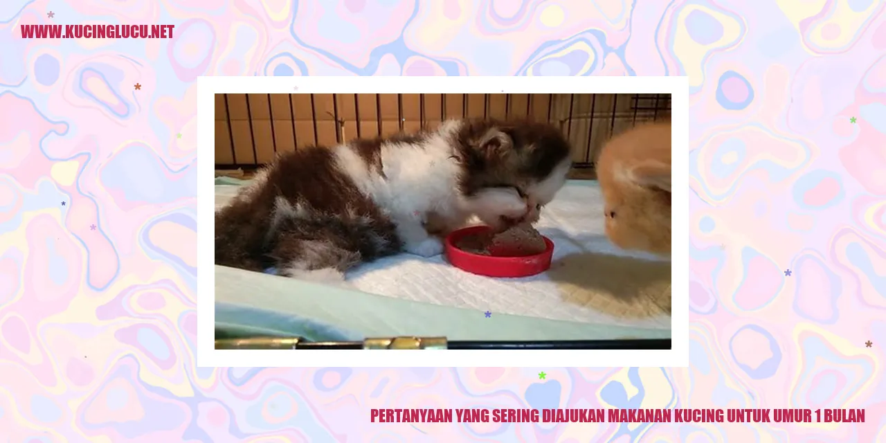 Gambar Kucing