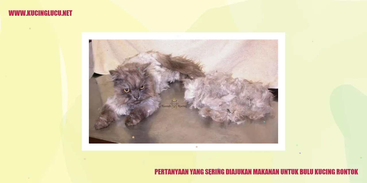 Kucing dengan bulu yang sehat dan berkilau