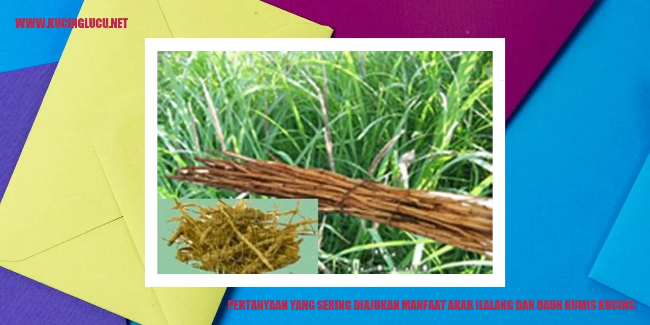 Gambar Pertanyaan yang Sering Diajukan manfaat akar ilalang dan daun kumis kucing