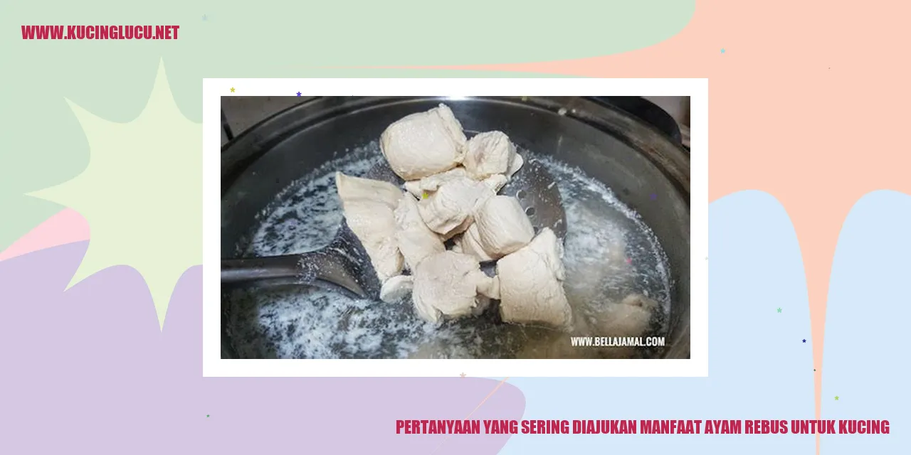 Manfaat Ayam Rebus untuk Kucing
