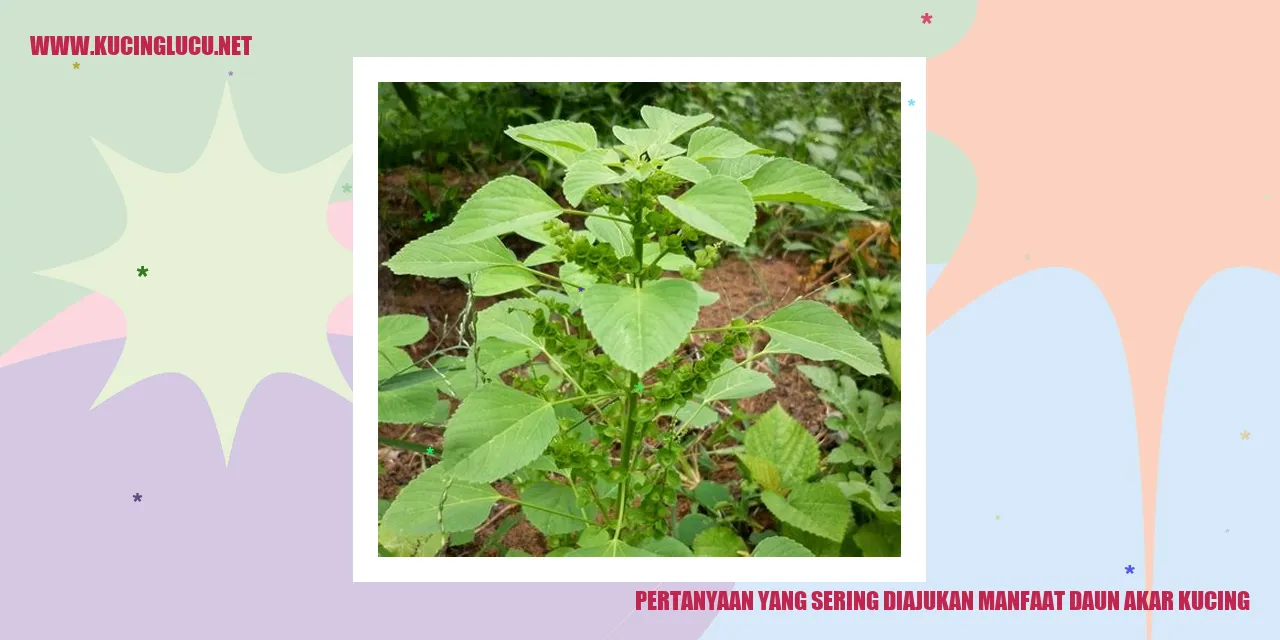 Foto Daun Akar Kucing