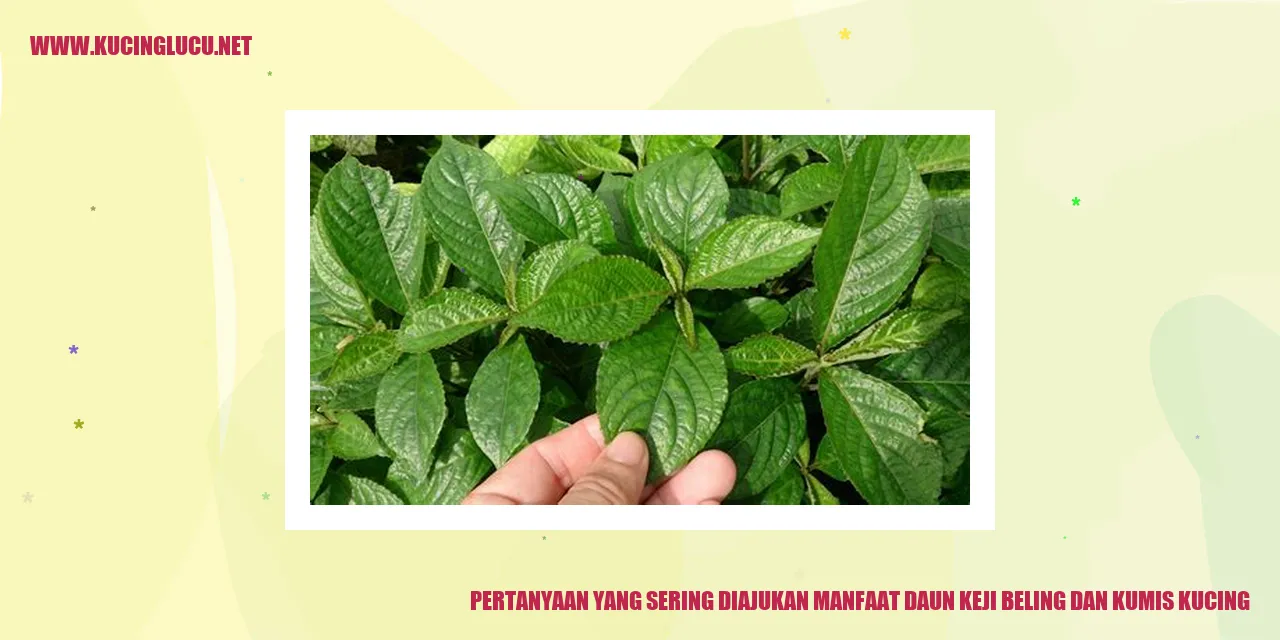 Pertanyaan yang Sering Diajukan tentang Manfaat Daun Keji Beling dan Kumis Kucing