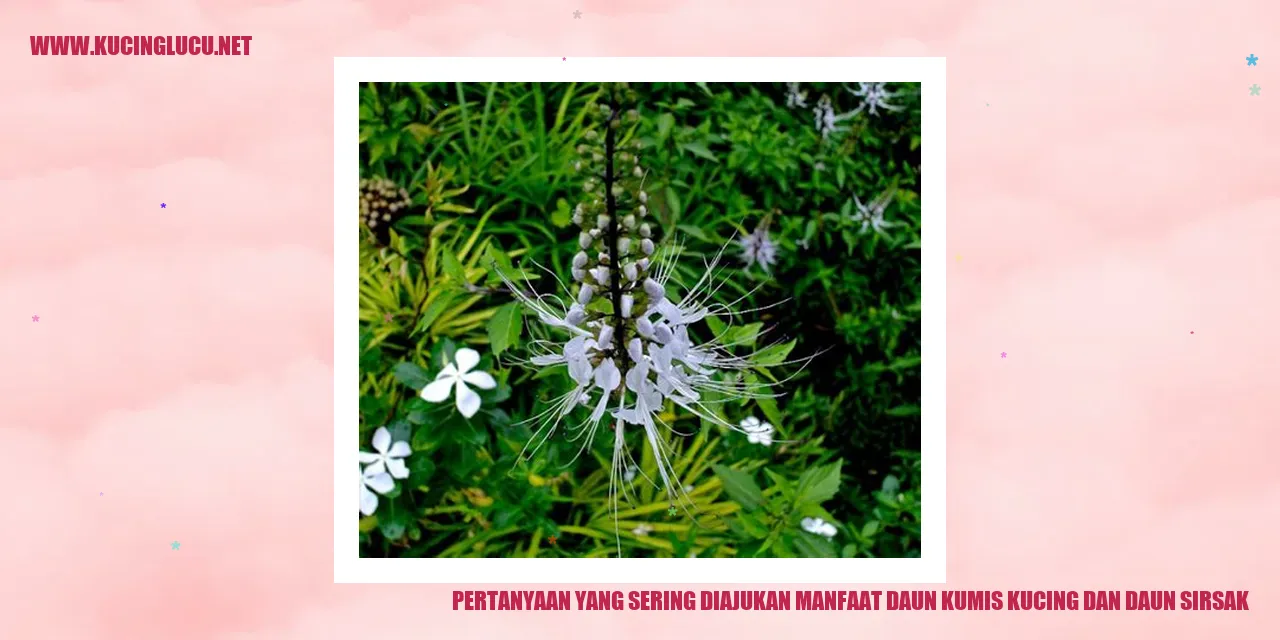 Manfaat Daun Kumis Kucing dan Daun Sirsak