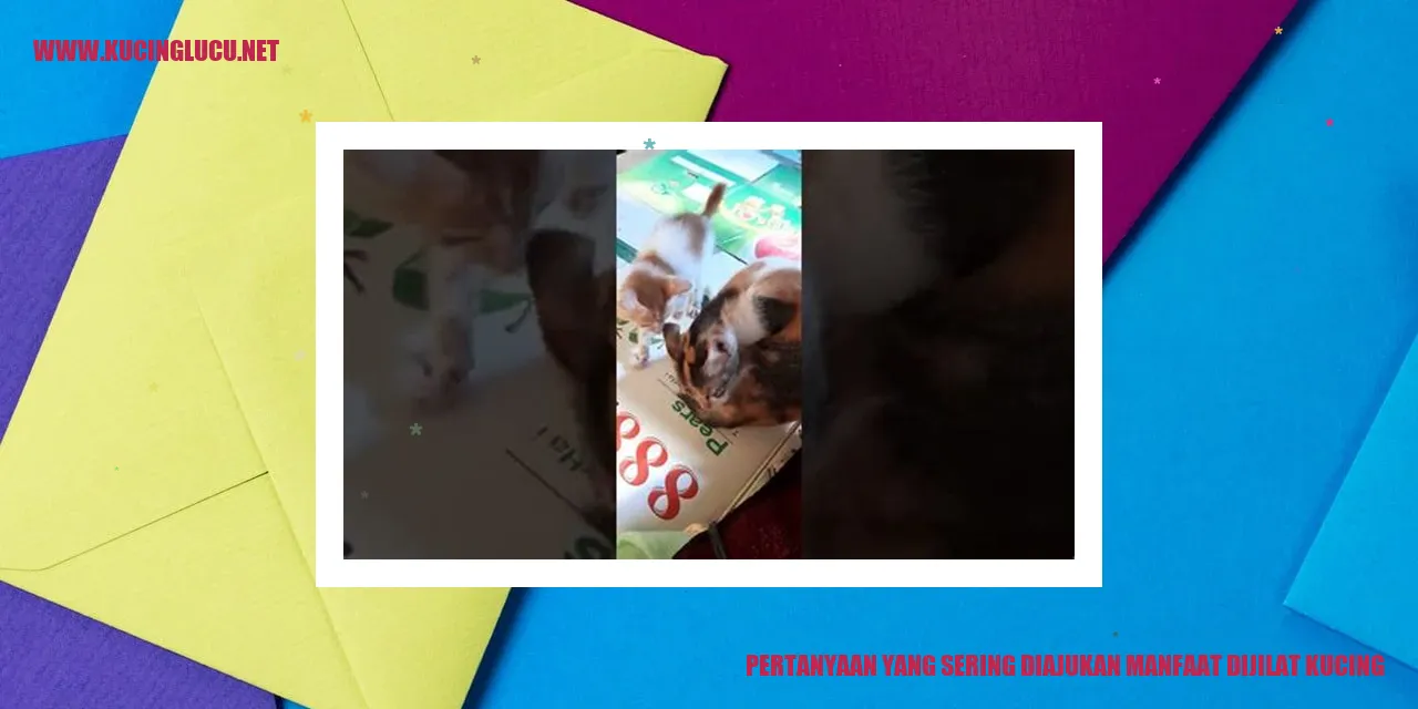 Gambar kucing membersihkan dirinya