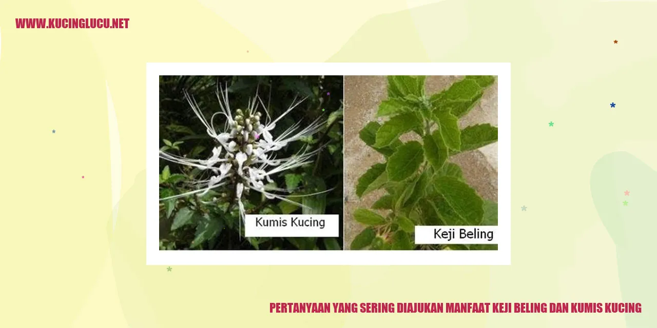 Pertanyaan yang Sering Ditanyakan tentang Keunggulan Keji Beling dan Kumis Kucing