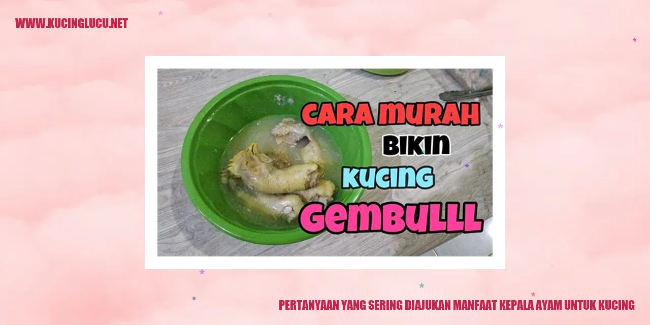 Kucing