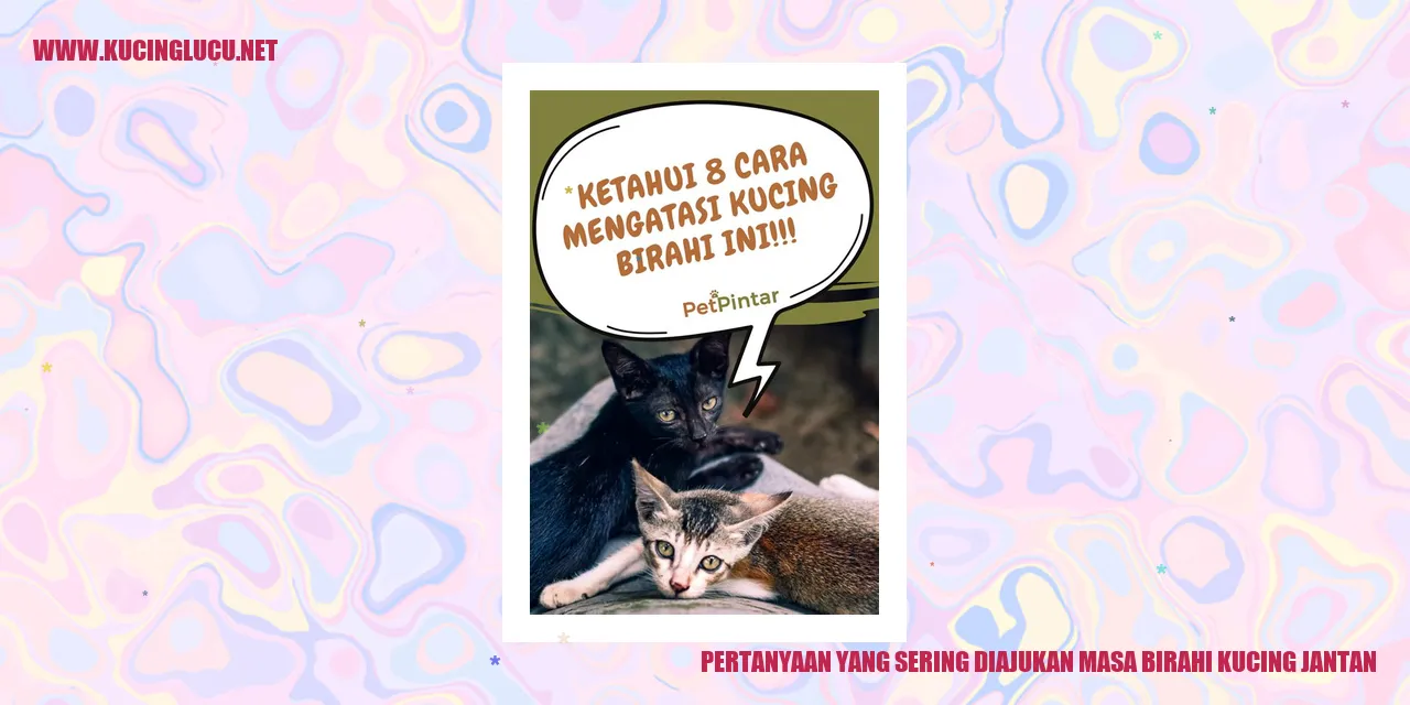 Kucing jantan dalam masa birahi