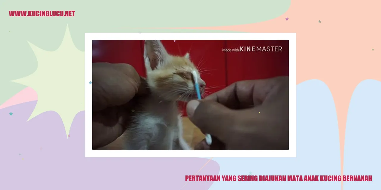 Mata Anak Kucing Bernanah